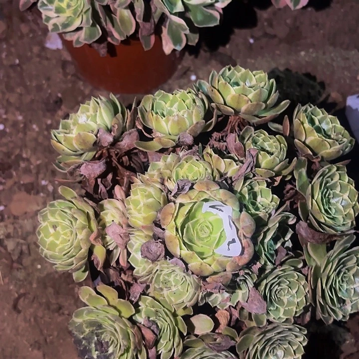 127孔雀翎多肉植物不售后