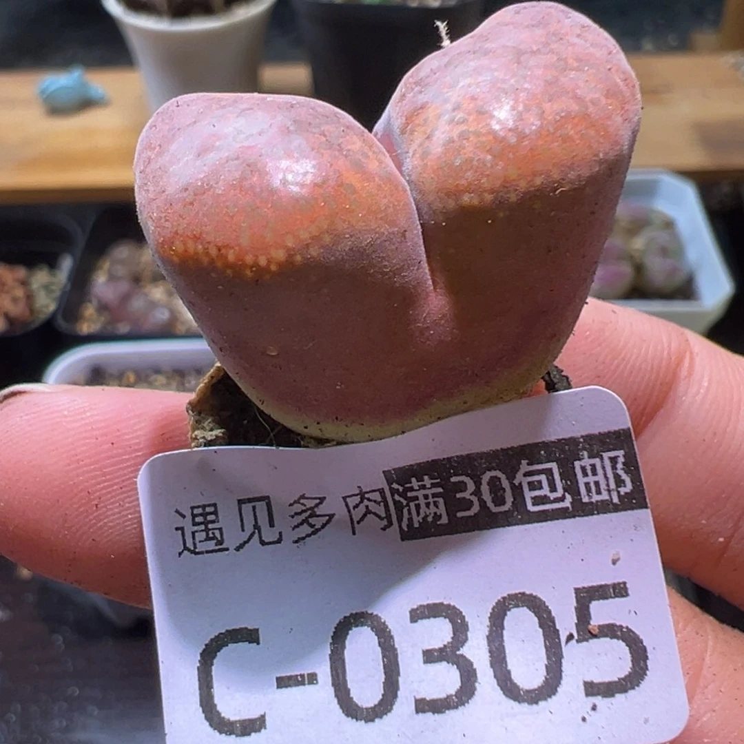 多肉植物1111111111