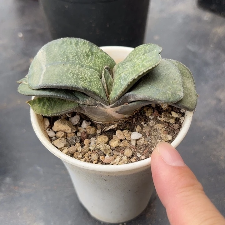 无花朵卧牛一物一拍
