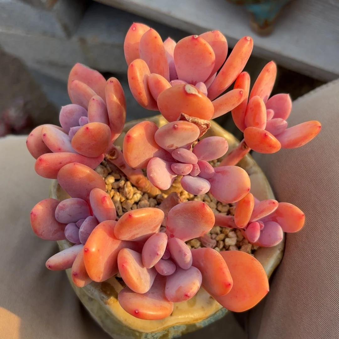 灰姑娘 1111111111111