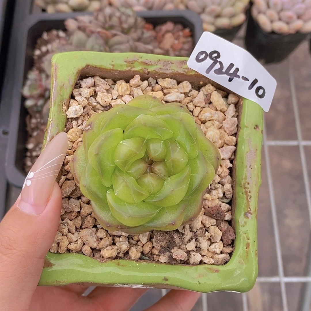 0924-10-甜茶单头一颗脱土发一物一拍