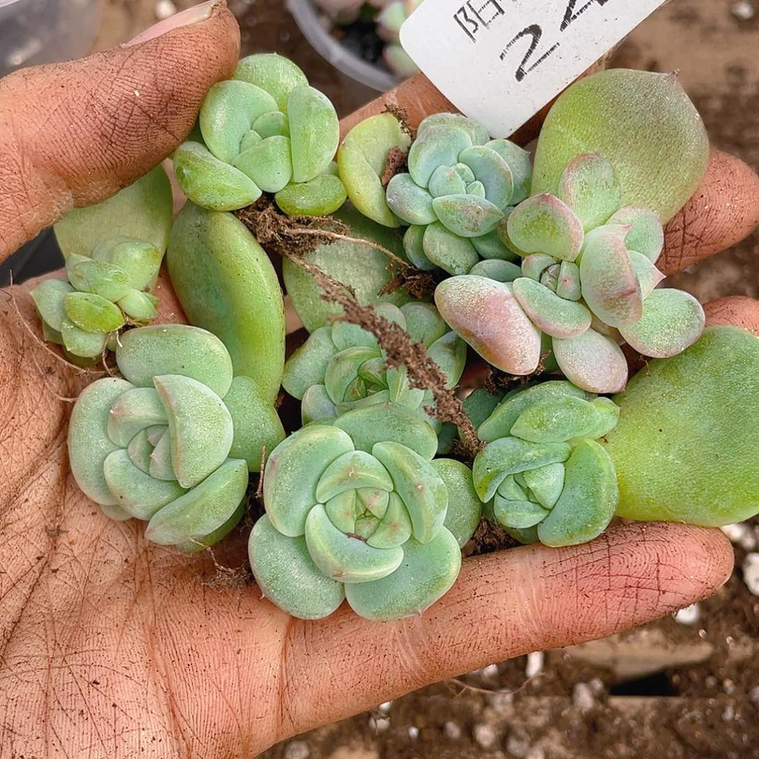 多肉植物多肉植物247
