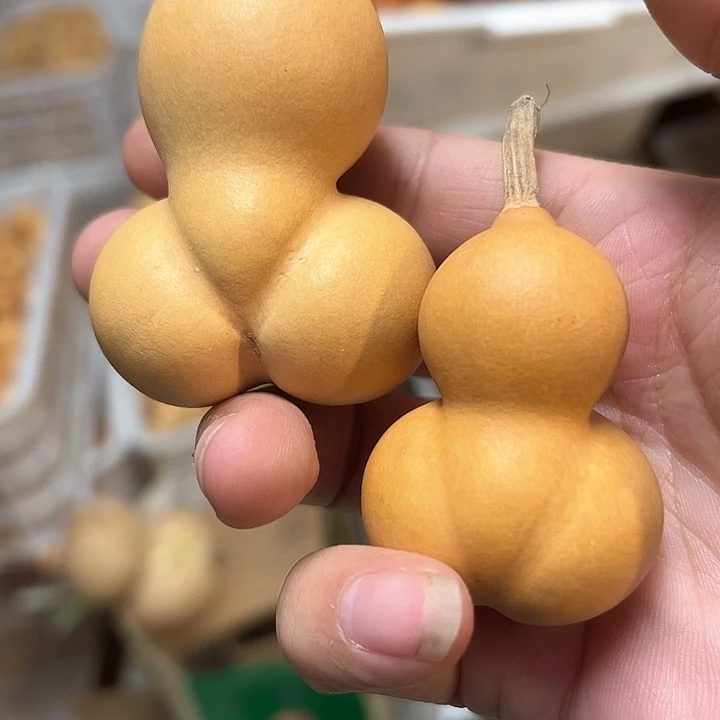 海**开葫芦葫芦葫芦葫芦葫芦葫芦