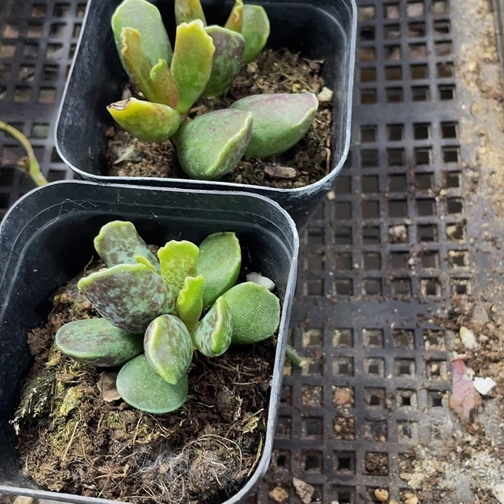 紫库博水泡3.8带盆土