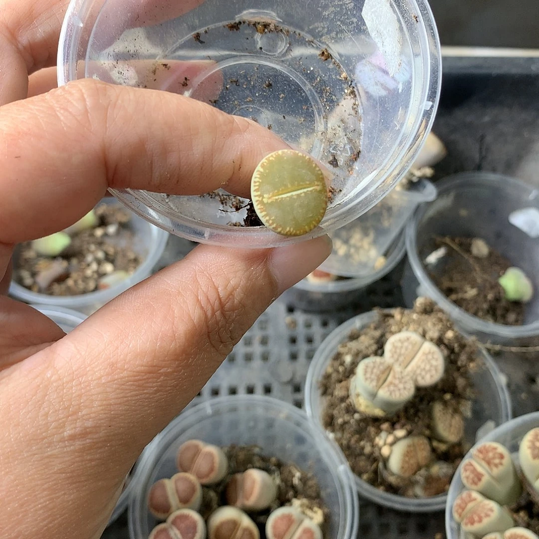 A****ᐝK417多肉植物保护