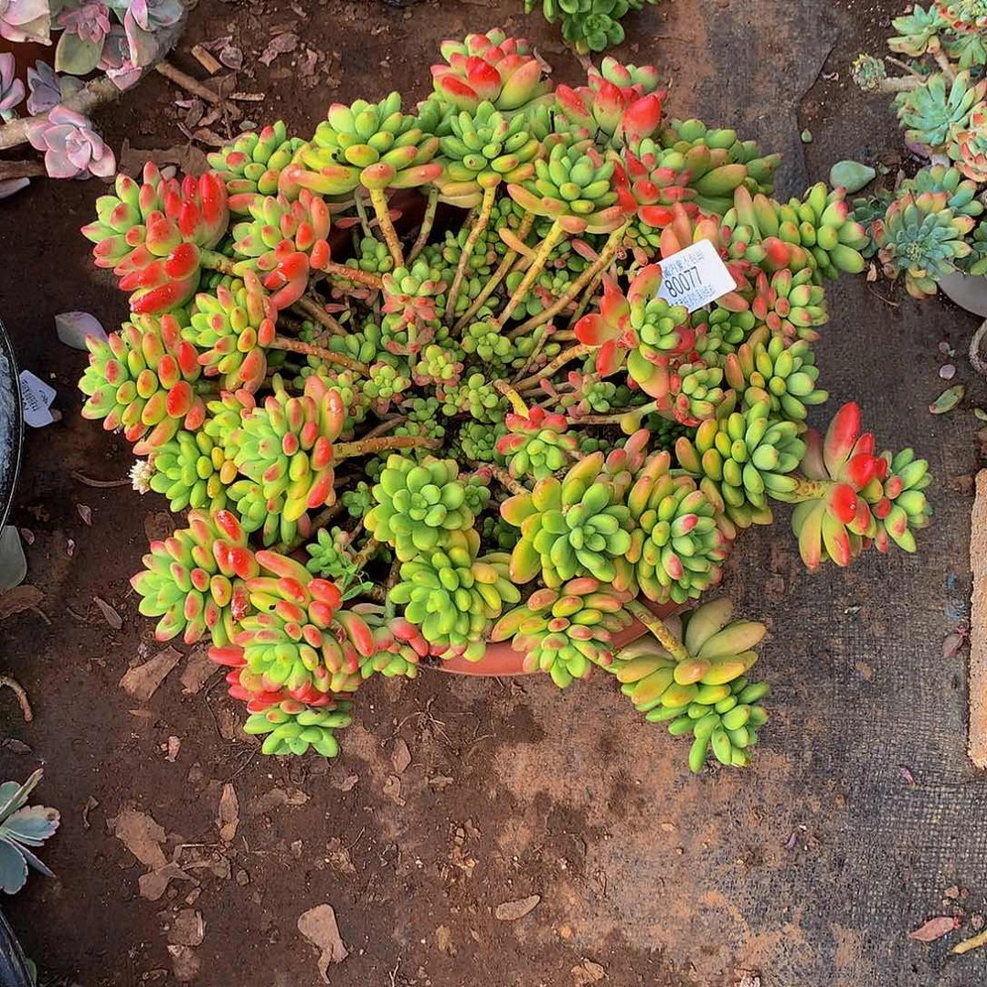 亦***粥   香格里拉80077