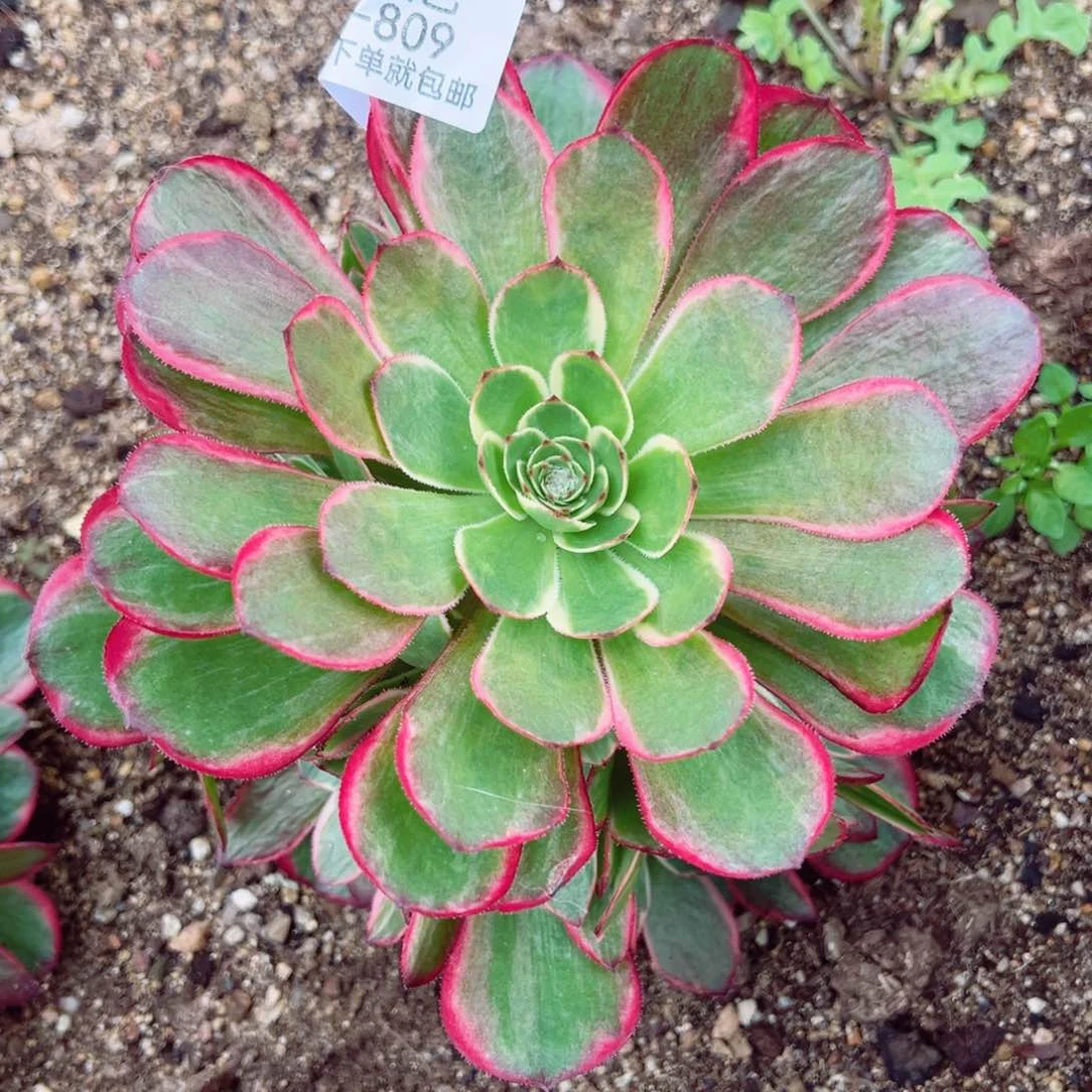 粉花妖手捧多肉植物809