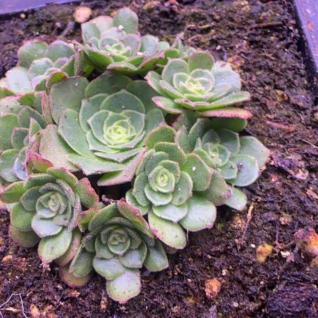 带绒毛捧花5厘米124242468353