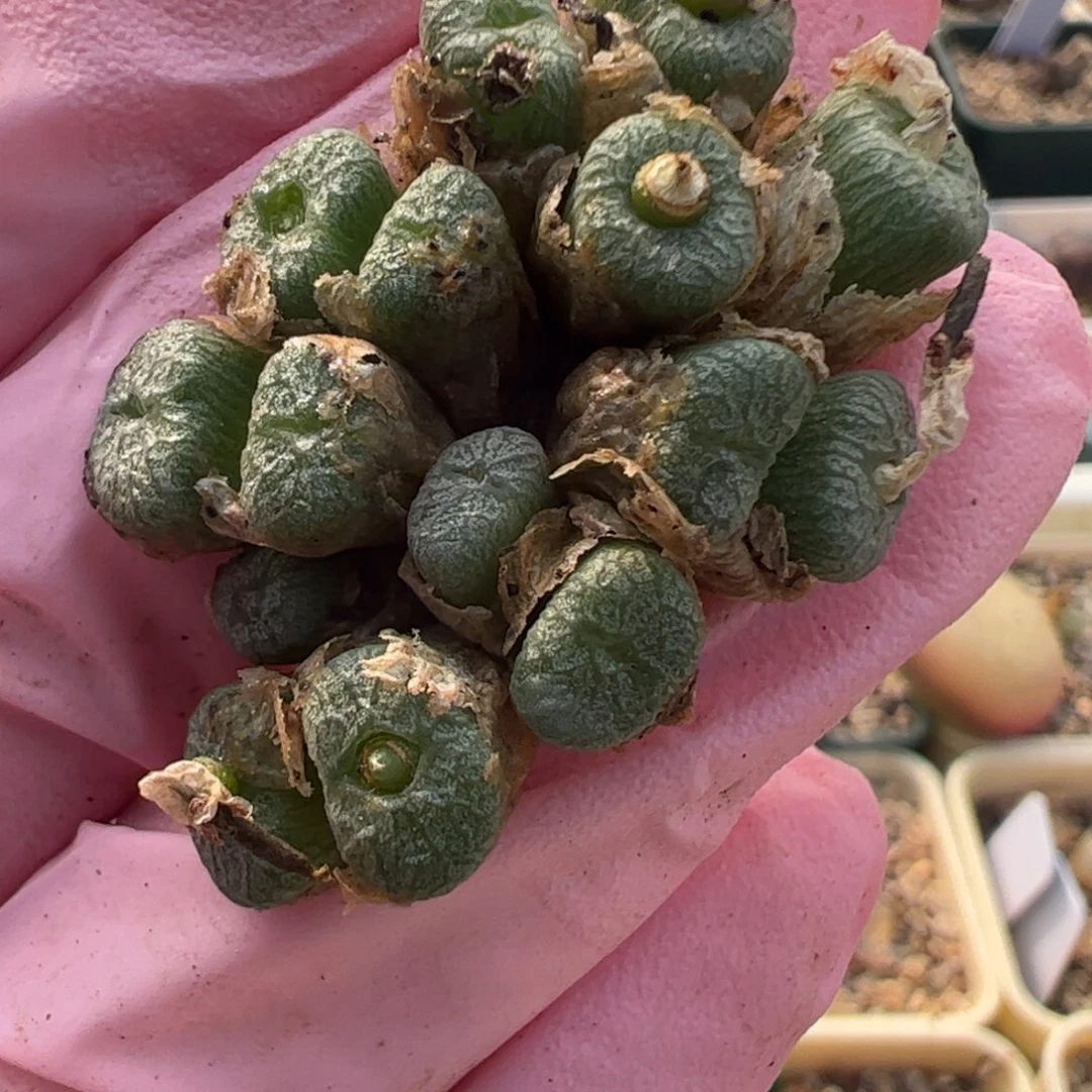 334 好看的多肉冲冲冲q