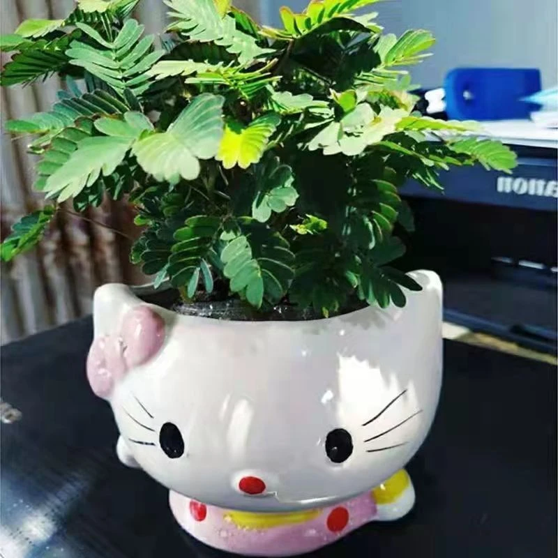 含羞草盆栽植物室内儿童趣味绿植怕羞草花卉害羞草苗四季常青易种