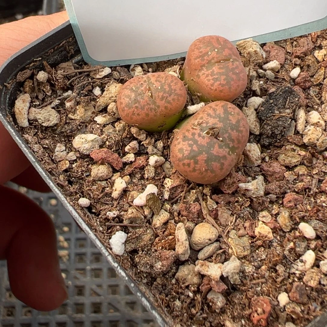 29-113肉锥多肉植物，