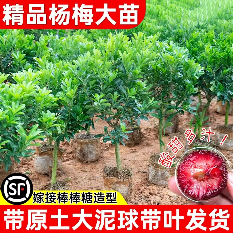 【棒棒糖造型】杨梅嫁接苗正宗黑炭东魁杨梅苗盆栽南方地栽当年结果