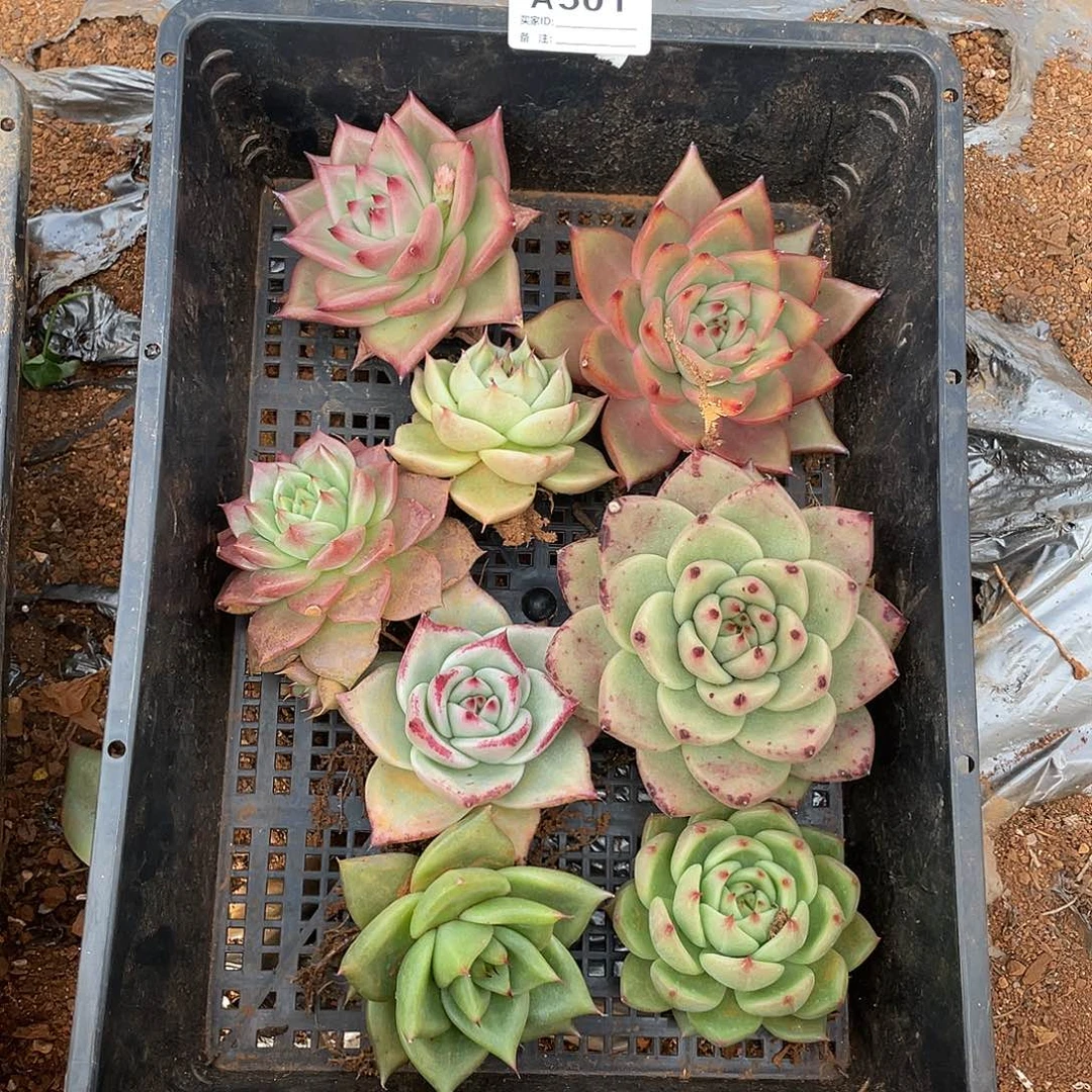 若如东云单拍A501
