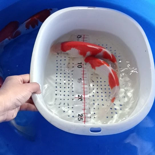 锦鲤梦*红白！！！！！！！！！