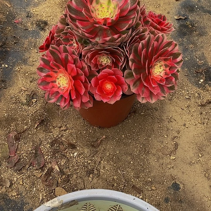 多肉植物倾城338多肉