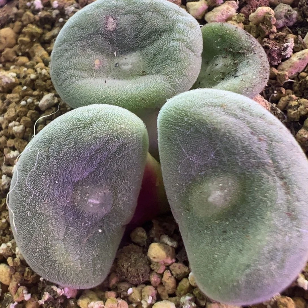 毛饼母本  肉锥植物