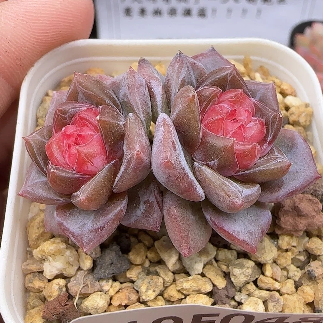 048 【满29包邮非偏远呀】