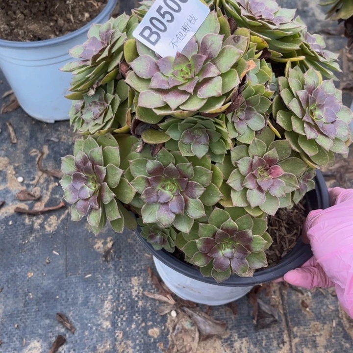 508桃花石多肉植物瑕疵不包断枝