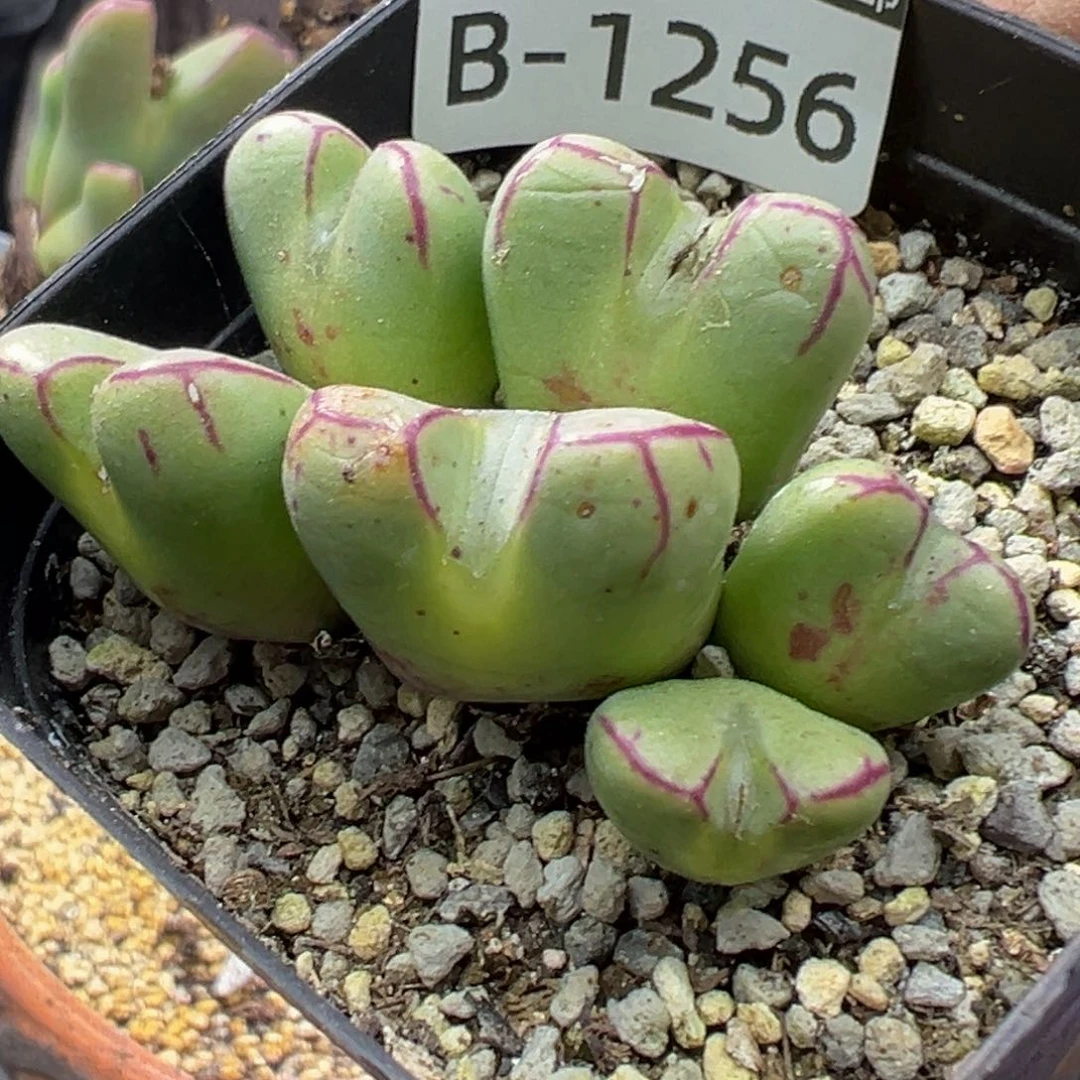 多肉植物1111111111111