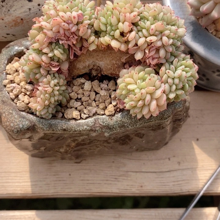 白胖子缀 h h j p 6666