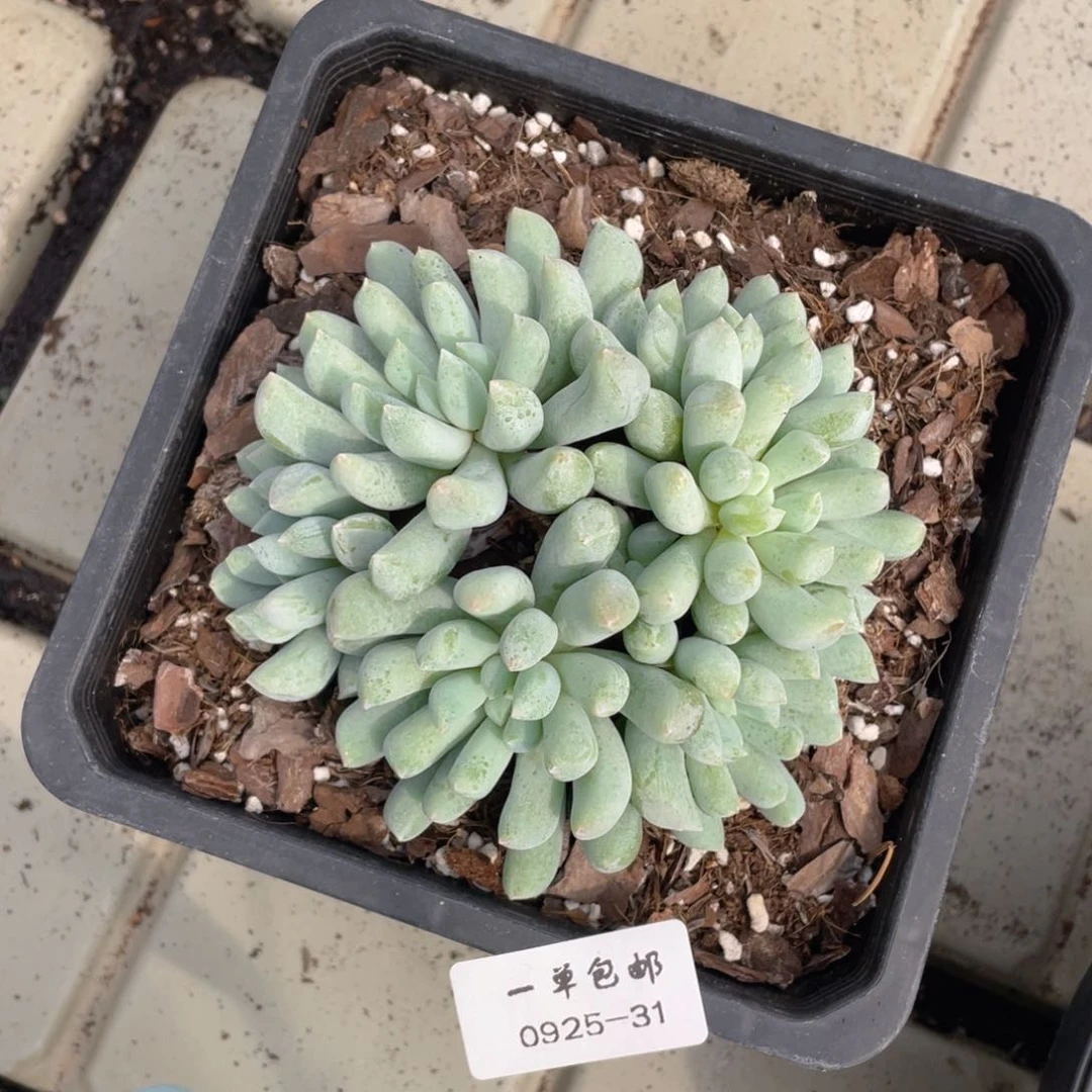0925-31-好玩的新品，，，，，