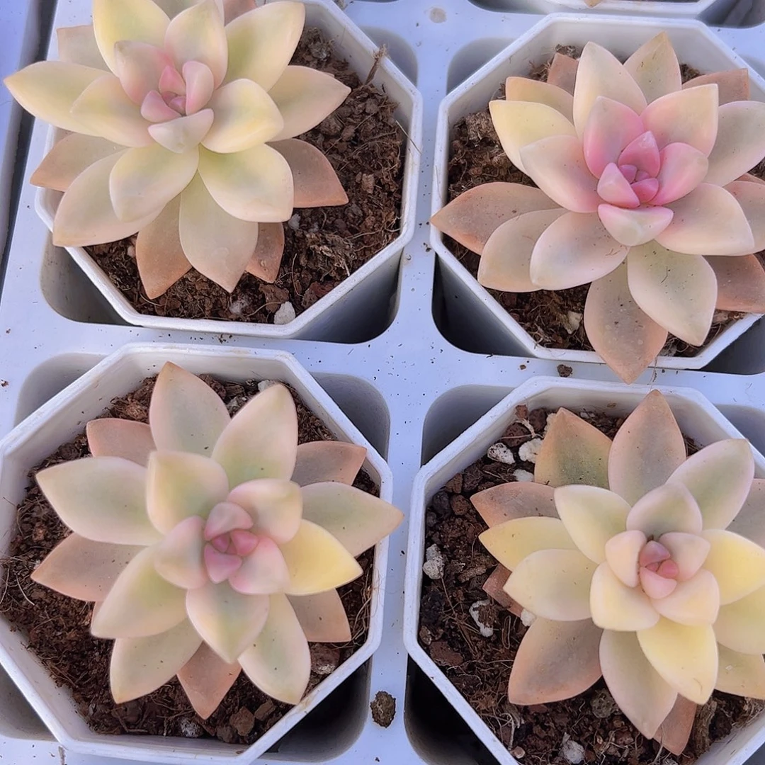 淡雪锦19包邮多肉