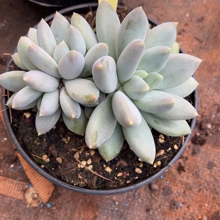 1211043 哥特萝莉美人胖体无砍群