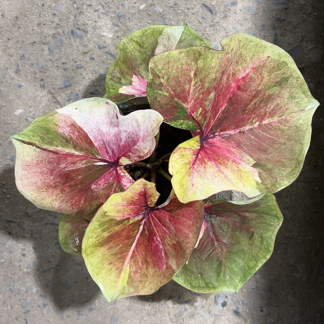 放****包002-0123月亮光辉彩叶芋泰国发货多肉