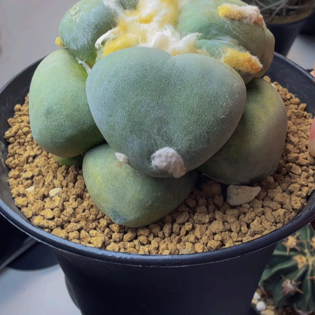 特丸U青瓷牡丹实生