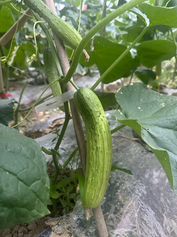 贵州老品种本地黄瓜露天新鲜现摘