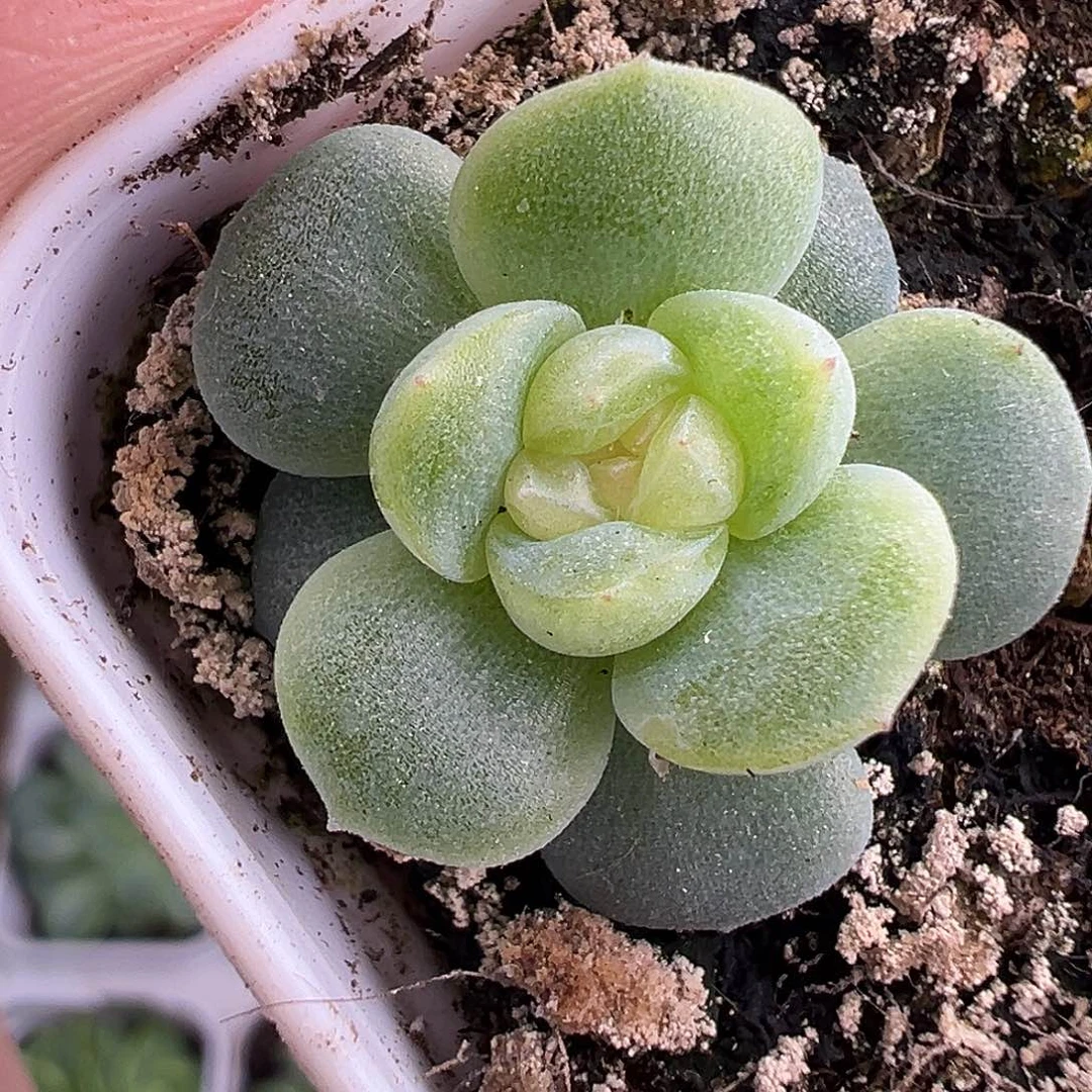 风花雪月白。