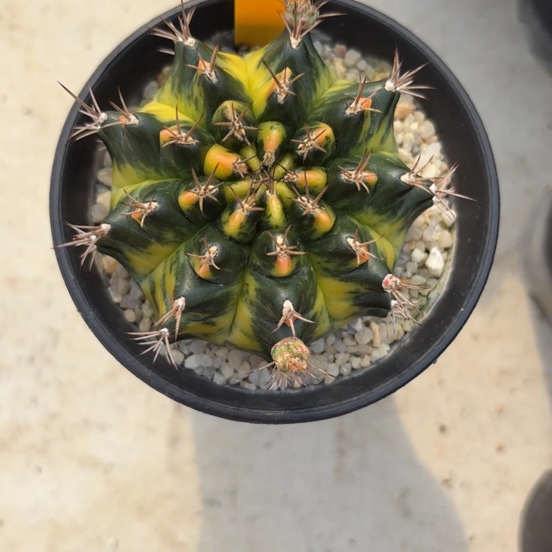 180-1126泰国发货多肉