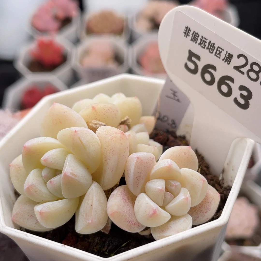 冰玉5663-6.0厘米