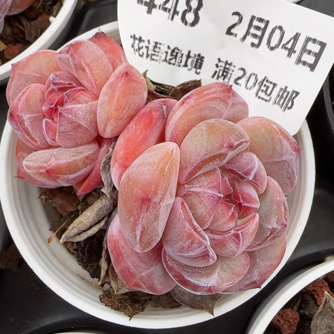 花语逸镜0204-488