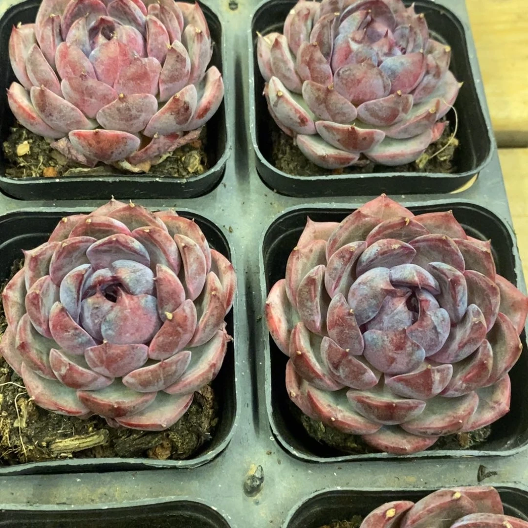 82。蓝莓。福利多多