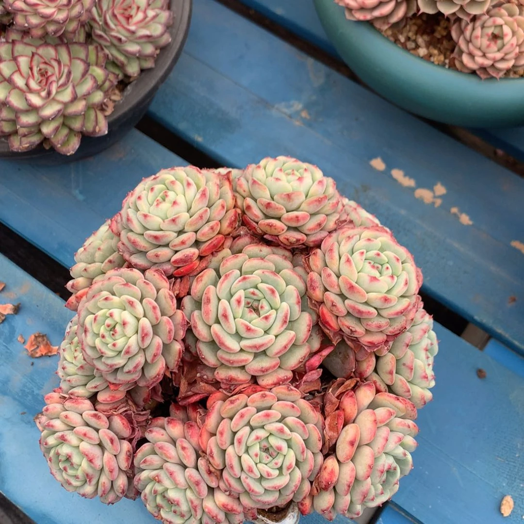 白胖子老桩无砍一物一拍