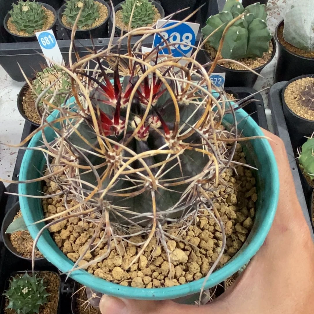 398实生林氏幻虾带盆带土