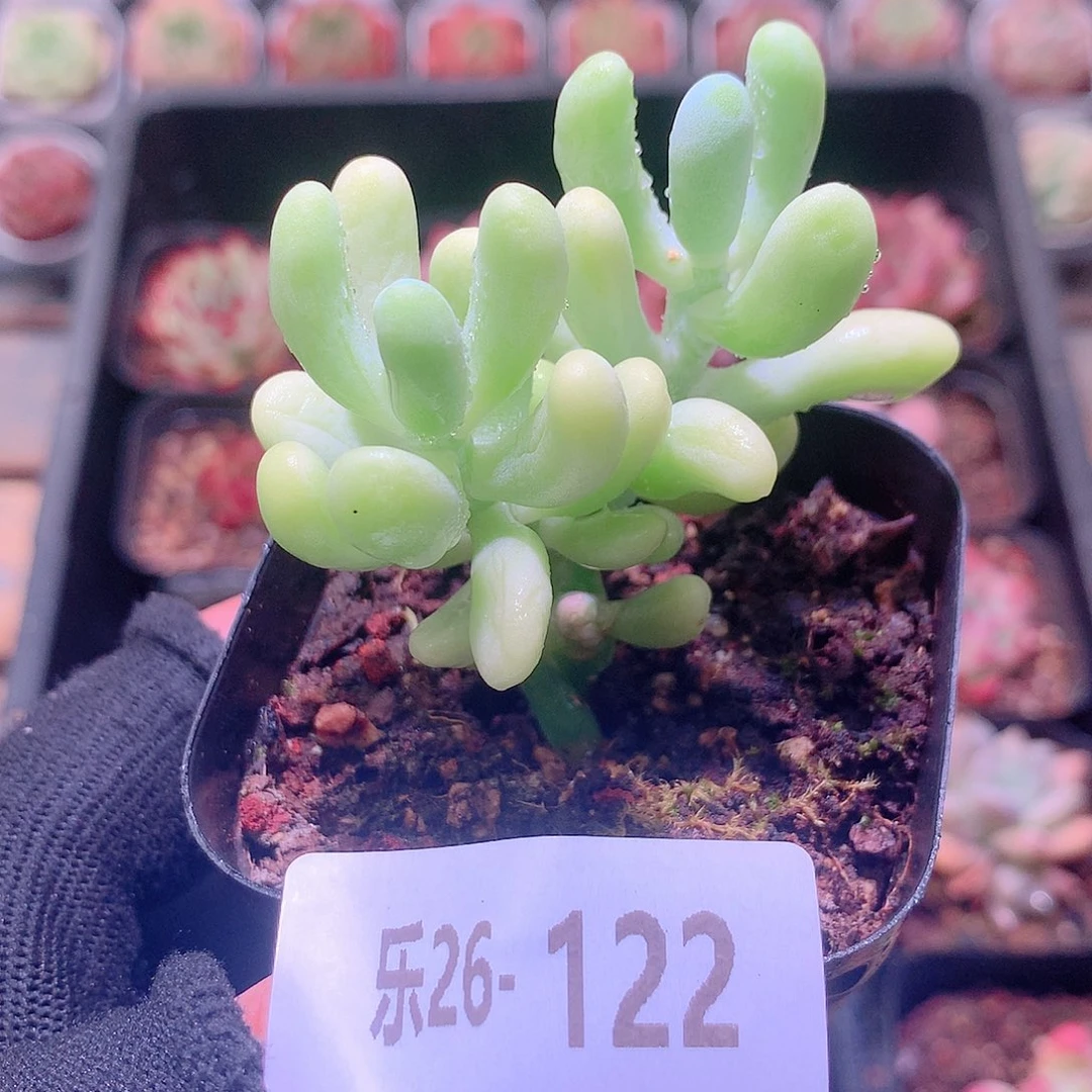 乐然29-122 香蕉美人