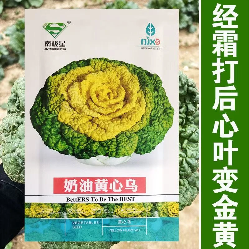 奶油黄心乌种子雪里金花乌塌菜种籽菊花心种孑春秋冬播奶油小白菜