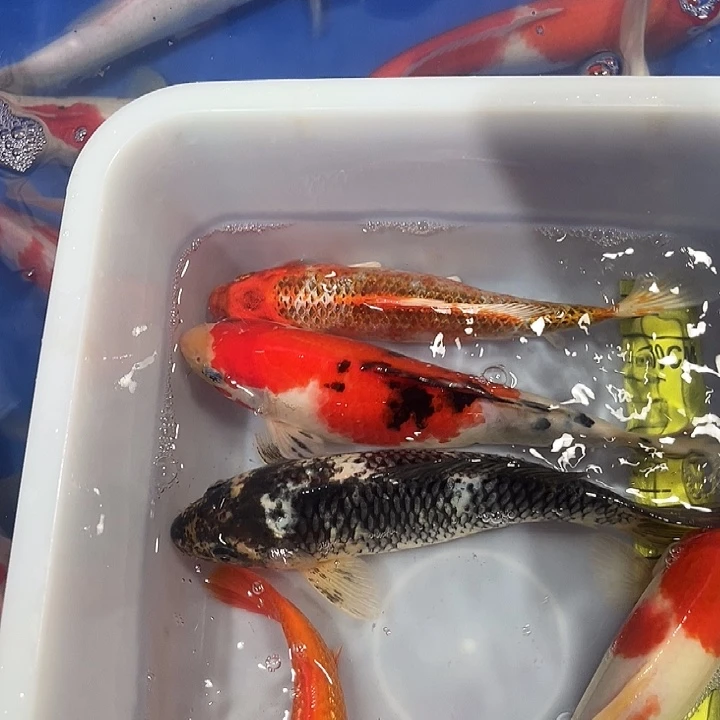 锦鲤锦鲤鱼红白大三17