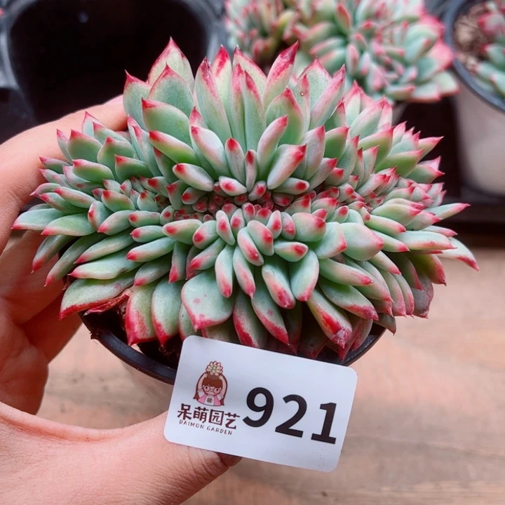 多肉植物多肉植物