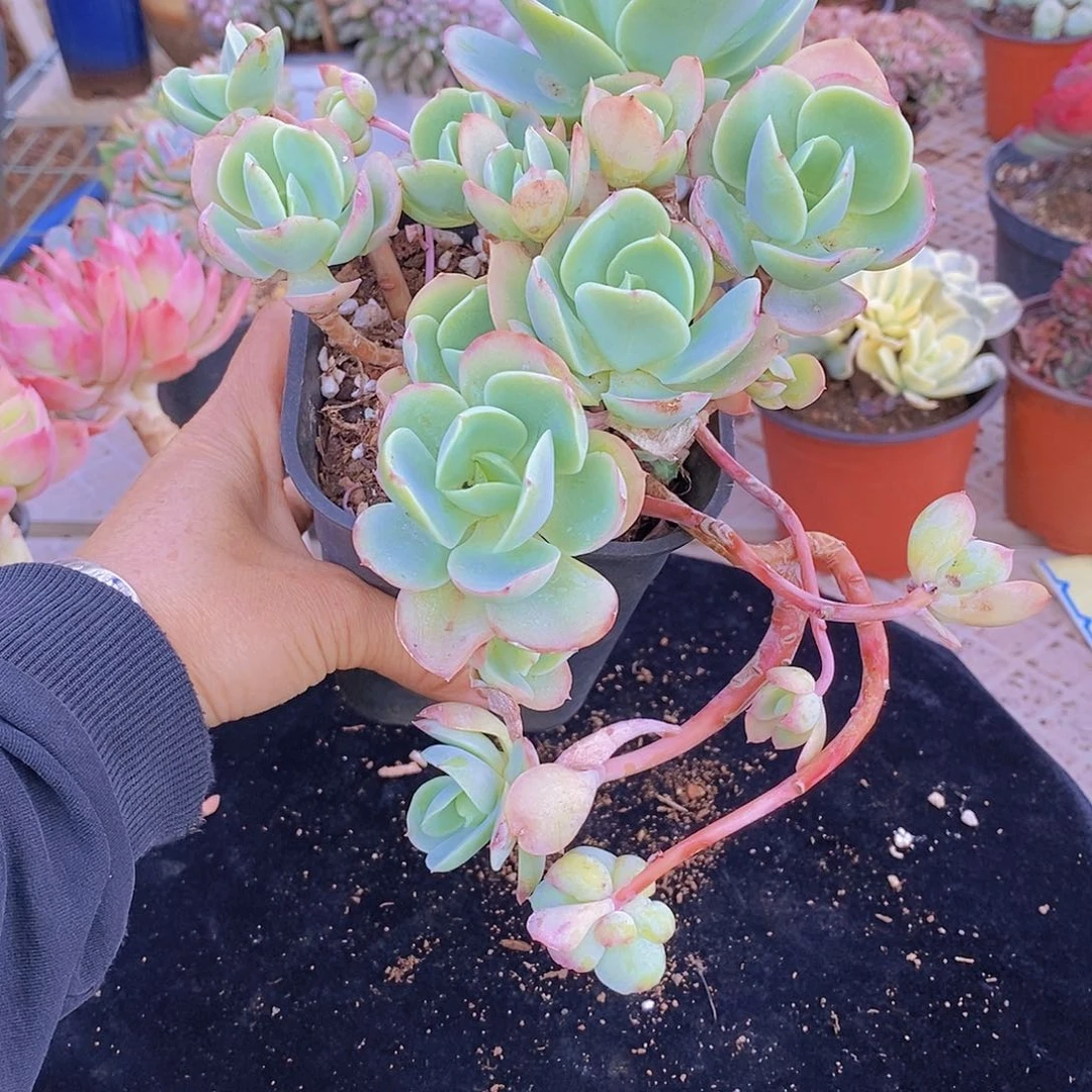 多肉植物非常福利碧桃