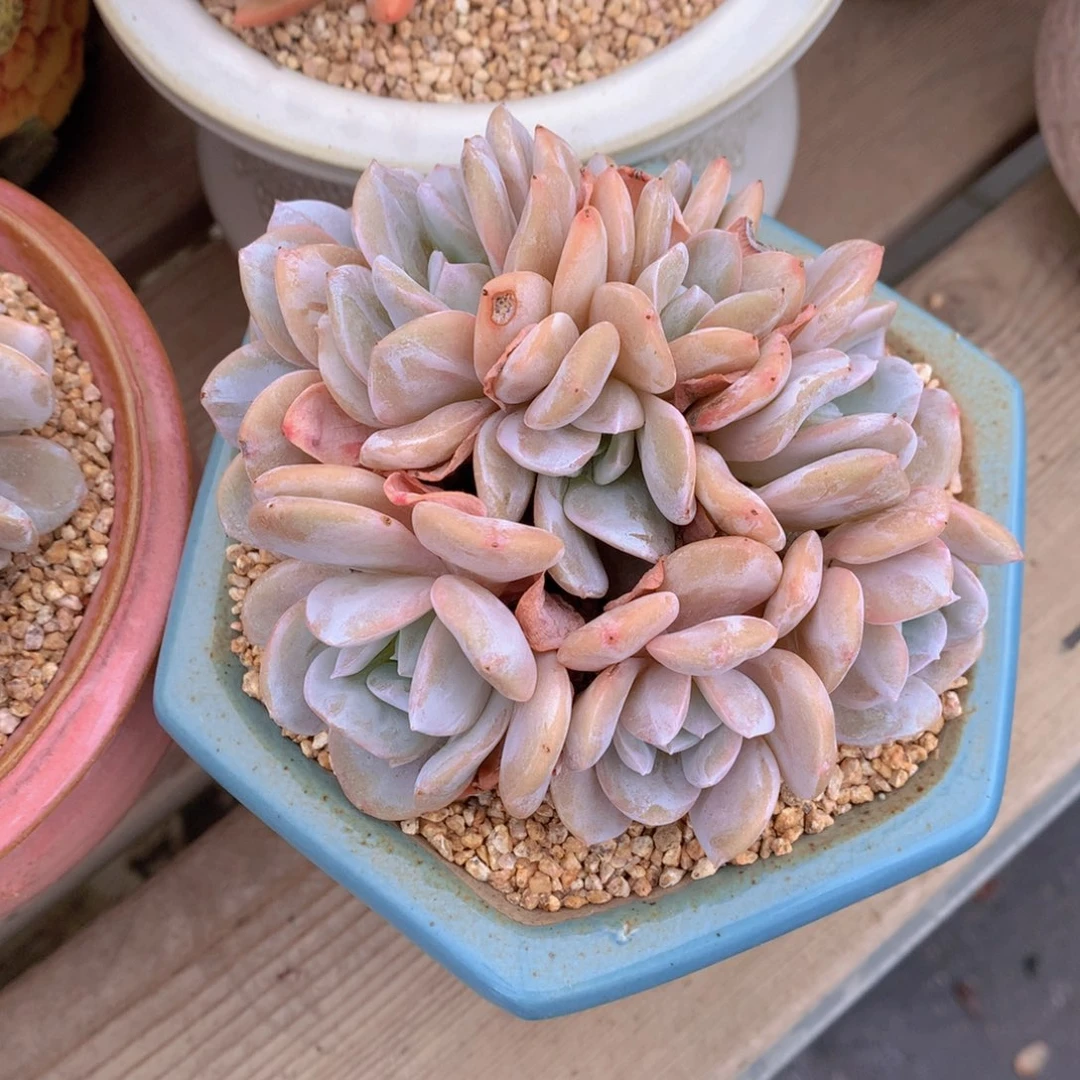 逸园精品多肉雪特