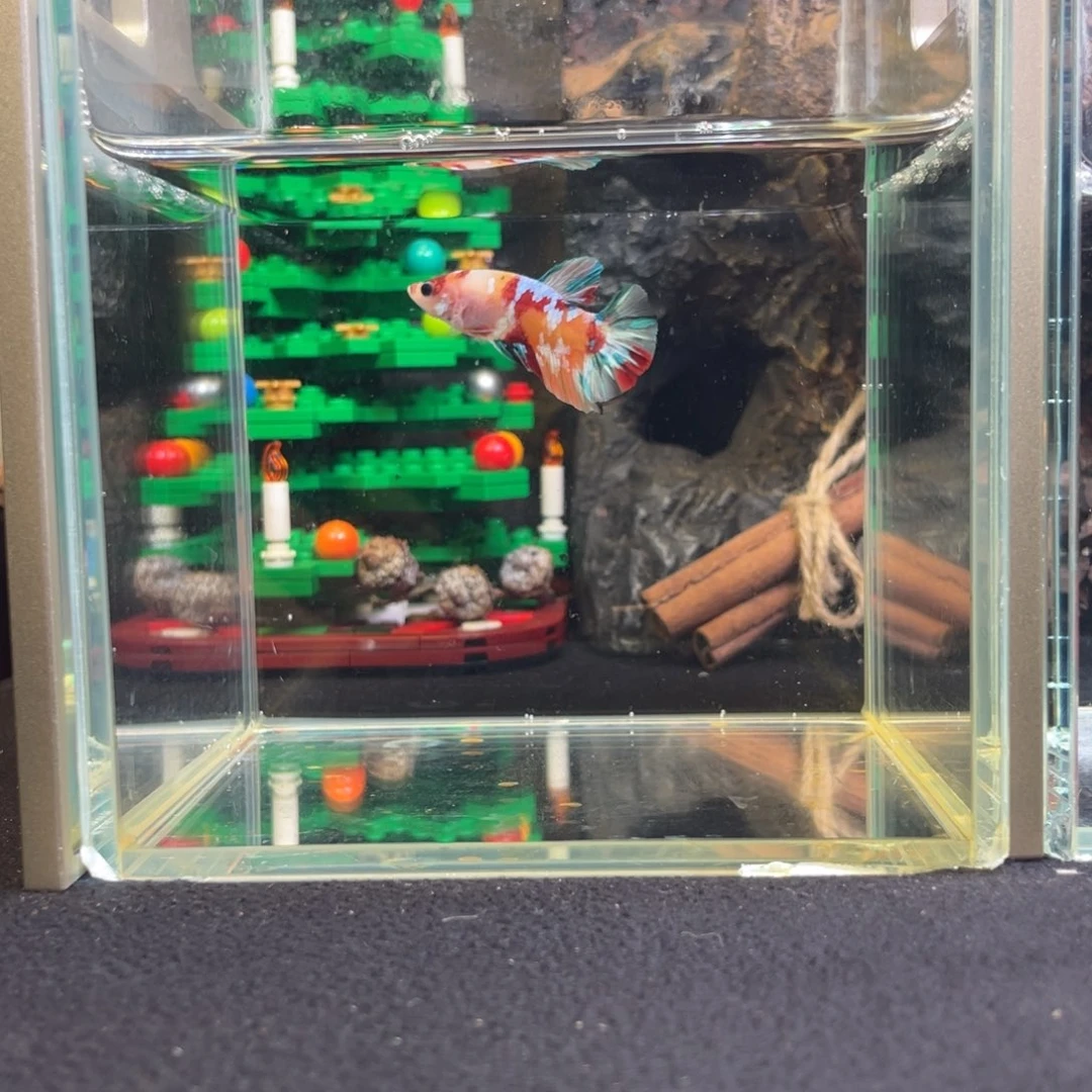 斗鱼十二月二十九日竞价