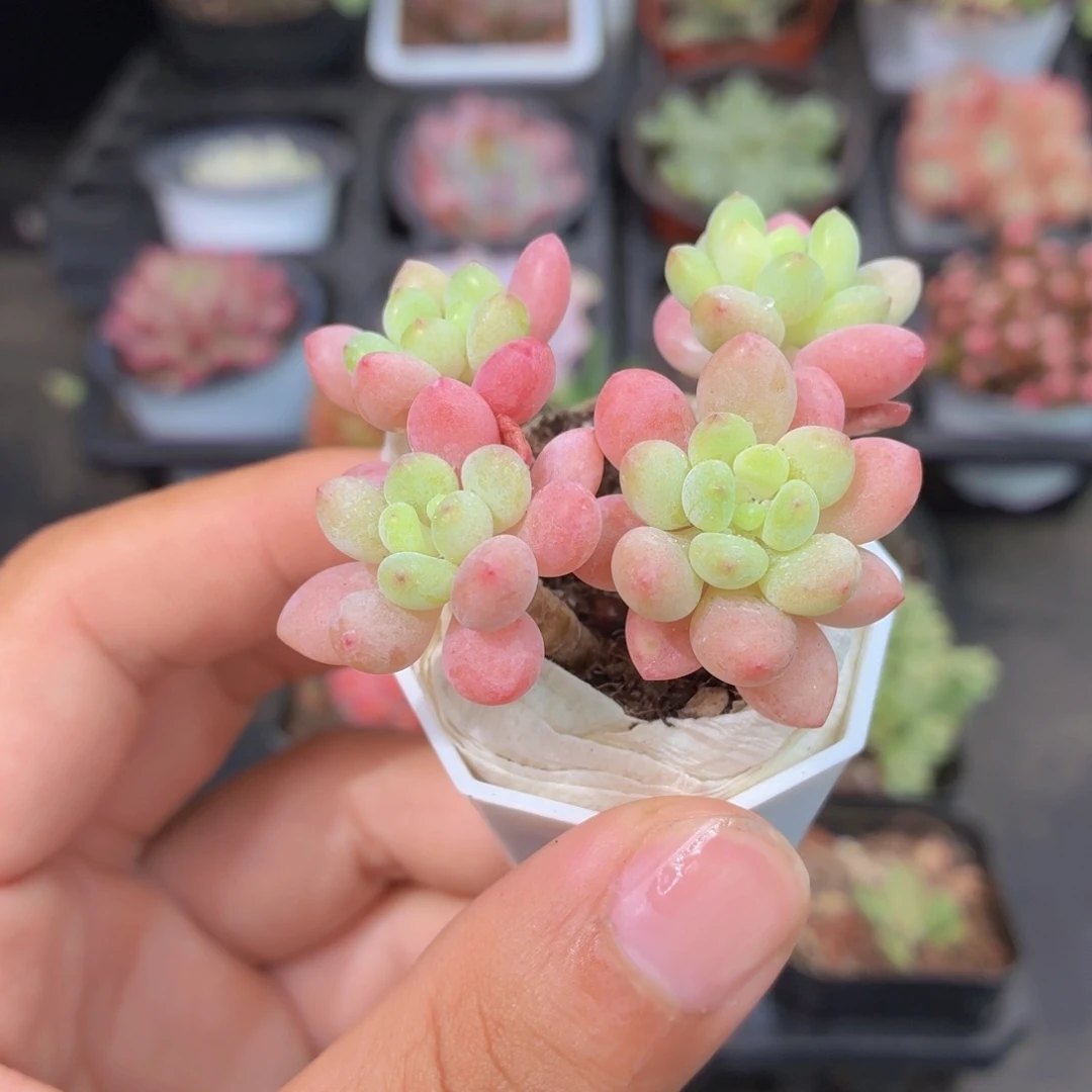 鱼子酱多肉9.9包邮发货