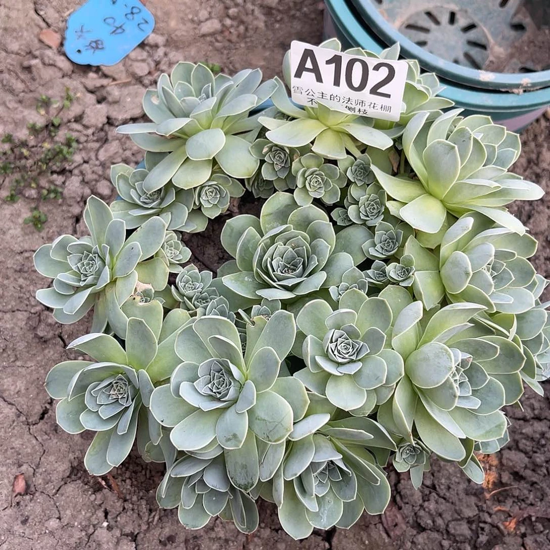法师法师15/-11包邮法师