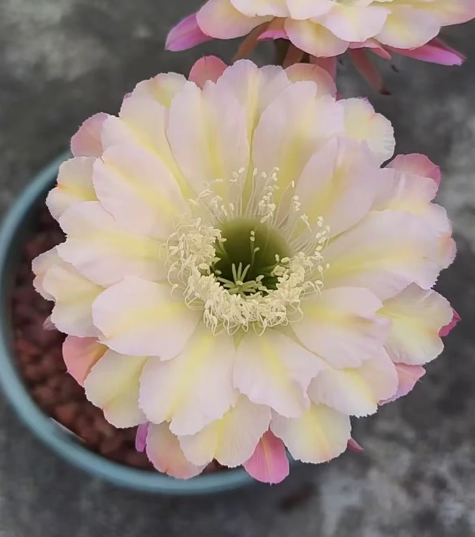 马乙    仙人球夏型种绿植盆栽桌面阳台