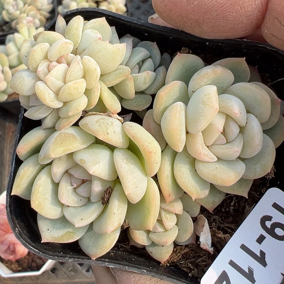 小卡拉米糖心一物一拍19-112