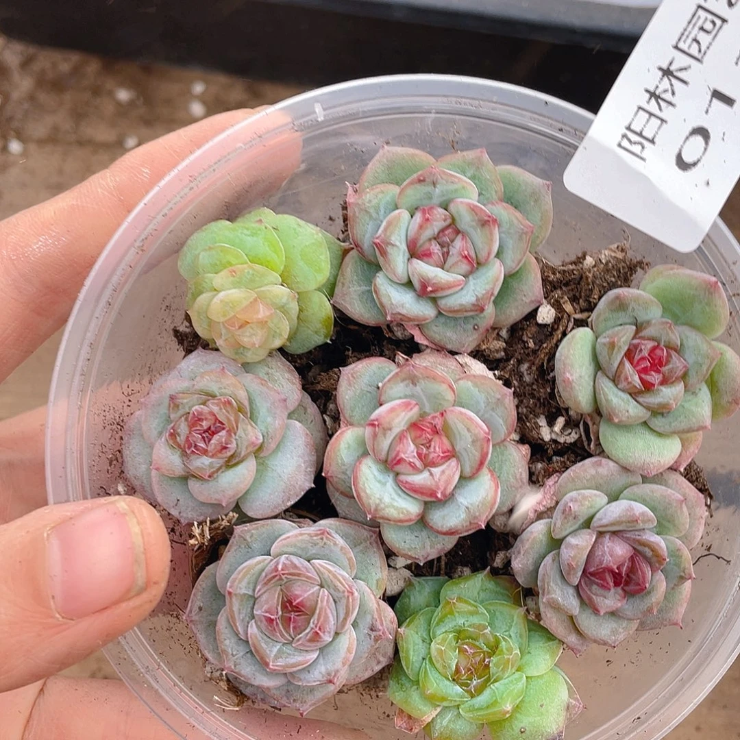 多肉植物多肉植物112