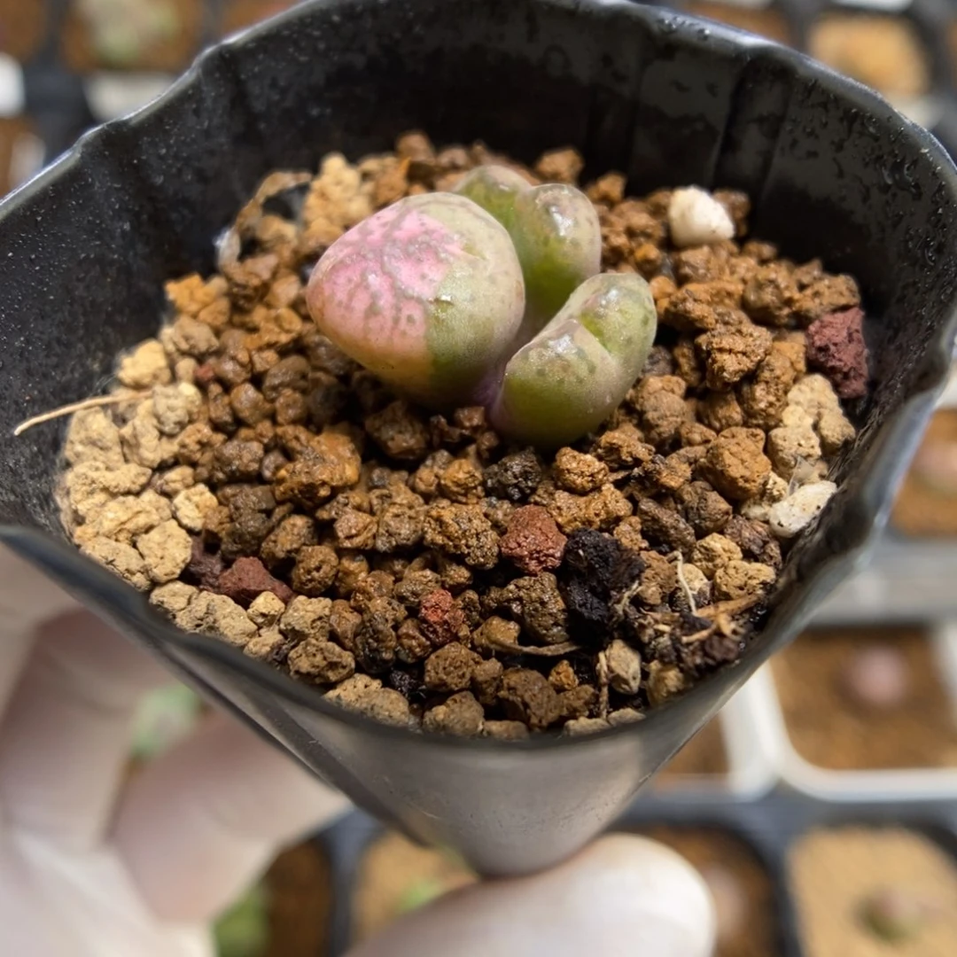 多肉植物肉锥杂交K-4392 风铃杂 锦 缀化